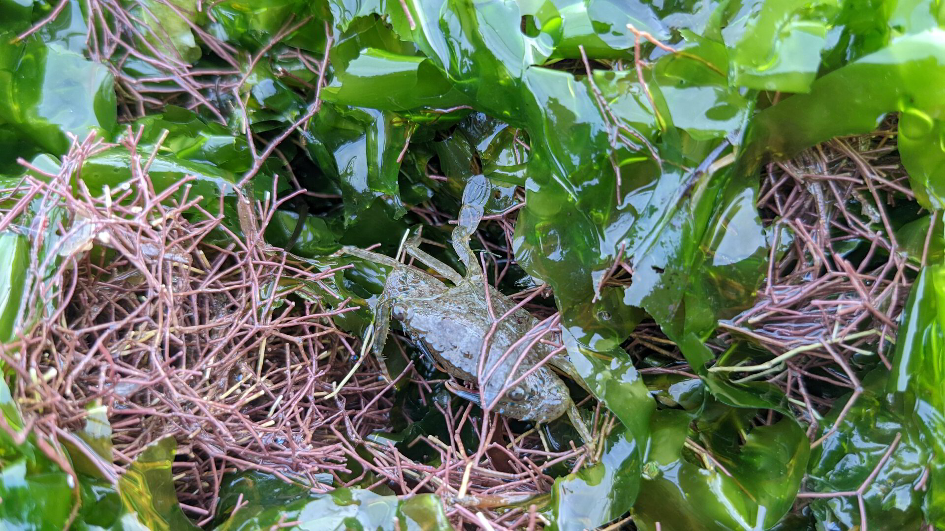 crab hidden in the grass