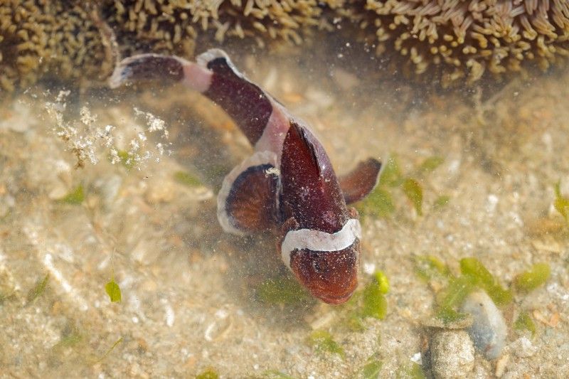 clown fish spotted in Singapore